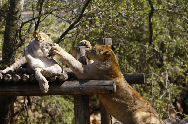 Patru lei de la o grădină zoologică din Spania s-au infectat cu COVID-19