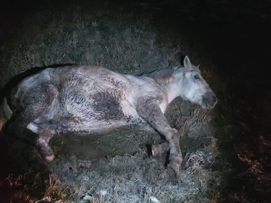 Cal abandonat într-un șanț din localitatea Băicoi. Animalul înghețat și cu un picior fracturat, salvat de voluntari