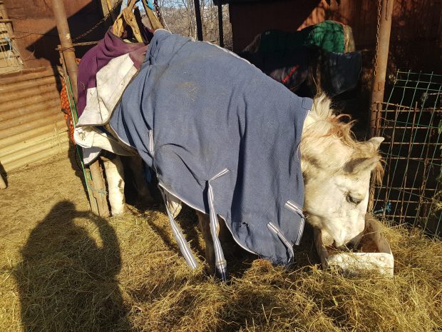 Imagini revoltătoare, cu un cal abandonat într-un șanț din localitatea Băicoi. Animalul înghețat și cu un picior fracturat, salvat de voluntari