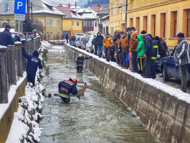 VIDEO | Căprioară blocată într-un sloi de gheață, salvată de pompierii din Alba