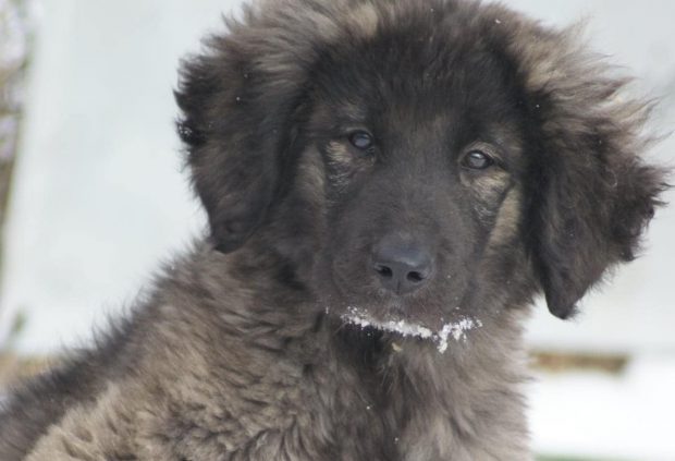 Salvatorii lui i-au spus Alexandru. Cum a fost descoperit acest pui de ciobănesc la marginea unui sat – FOTO