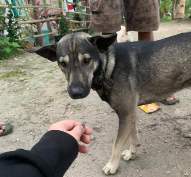 Un cățel a salvat un bebeluș abandonat într-un depozit de deșeuri din Filipine. Ce a făcut patrupedul