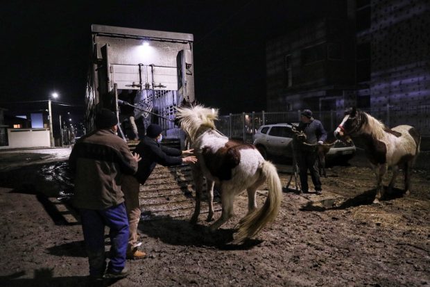 Reportaj la Techirghiol, pe plaiul cailor cu cununi de ciulini. ”Când caii mureau, îi dădea la câini!”