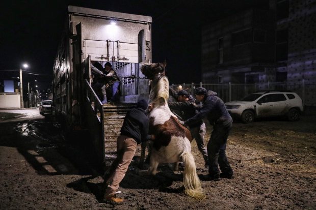 DIICOT anunță că face verificări, după ce Libertatea a dezvăluit că proprietarul cailor de la Techirghiol este un procuror