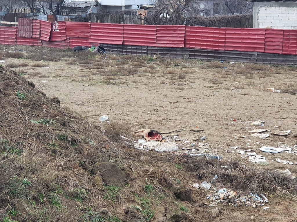Unde trebuie să vină controalele anunțate de ministrul mediului: în sectorul 3 vezi jumătăți de porc aruncate de la Ignat chiar în parc!