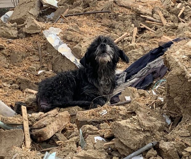 Un câine a continuat să păzească o casă chiar și la trei ani după ce stăpânii săi au murit
