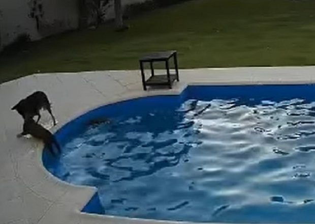 VIDEO | Un câine a salvat un un patruped nevăzător, care căzuse într-o piscină