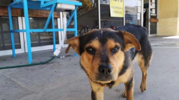 Timp de o lună, un câine și-a așteptat stăpânul mort de COVID-19 în fața unui spital