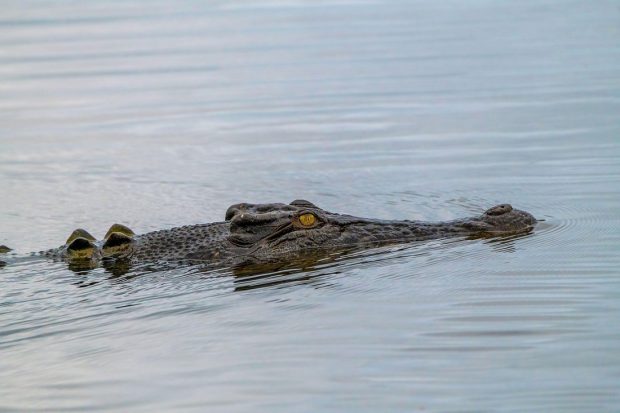 Un bărbat a scăpat cu viață, deși a fost mușcat de cap de un crocodil. Cum a reușit să supraviețuiască