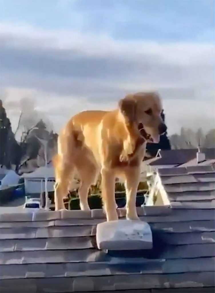 VIDEO | Ace, câinele care a învățat să urce scara pentru a ajunge pe acoperiș după stăpân, a ajuns vedetă pe internet