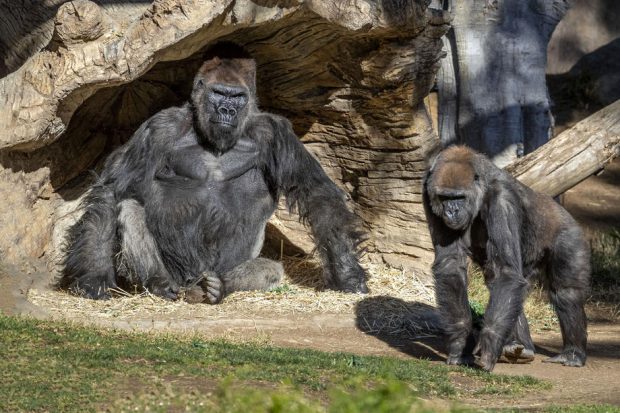 Două gorile de la o grădină zoologică din California, depistate cu coronavirus. Ce simptome au acuzat