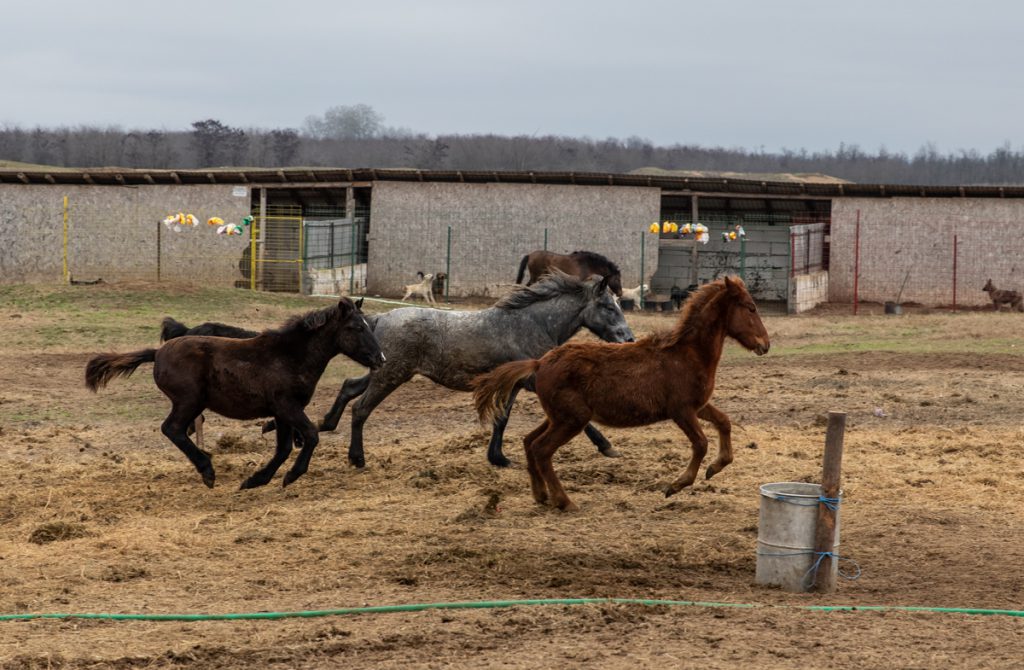 REPORTAJ | Ce fac animalele salvate de Crăciun? La un adăpost de lângă Calafat, sute de necuvântătoare abuzate sau părăsite trăiesc a doua viaţă