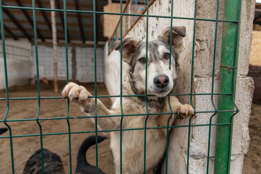 REPORTAJ | Ce fac animalele salvate de Crăciun? La un adăpost de lângă Calafat, sute de necuvântătoare abuzate sau părăsite trăiesc a doua viaţă