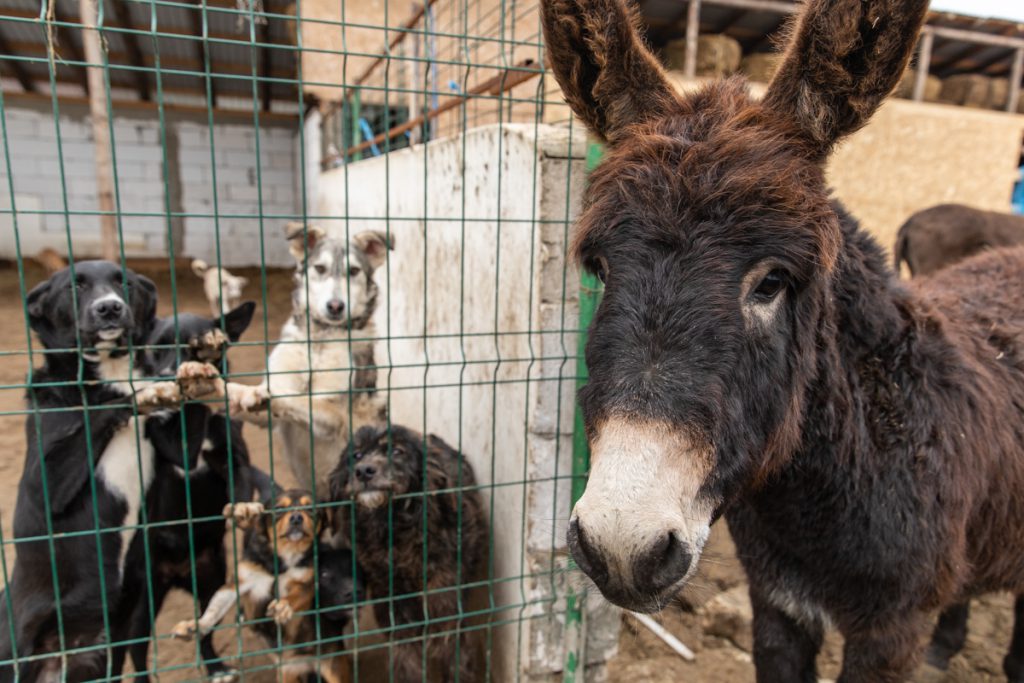 REPORTAJ | Ce fac animalele salvate de Crăciun? La un adăpost de lângă Calafat, sute de necuvântătoare abuzate sau părăsite trăiesc a doua viaţă