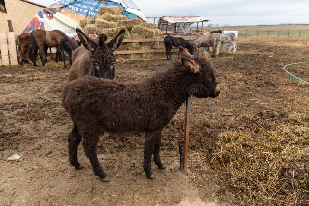 REPORTAJ | Ce fac animalele salvate de Crăciun? La un adăpost de lângă Calafat, sute de necuvântătoare abuzate sau părăsite trăiesc a doua viaţă