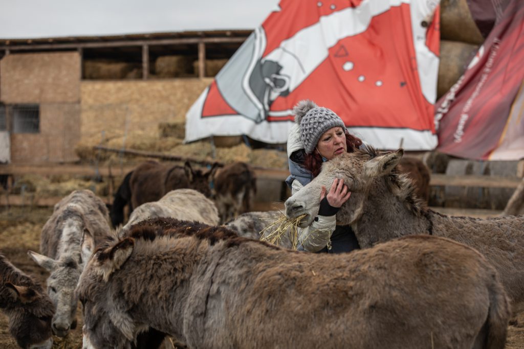 REPORTAJ | Ce fac animalele salvate de Crăciun? La un adăpost de lângă Calafat, sute de necuvântătoare abuzate sau părăsite trăiesc a doua viaţă