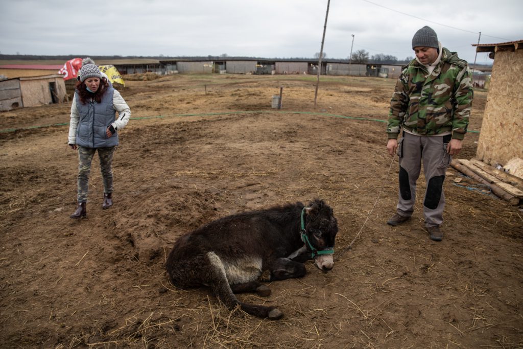 REPORTAJ | Ce fac animalele salvate de Crăciun? La un adăpost de lângă Calafat, sute de necuvântătoare abuzate sau părăsite trăiesc a doua viaţă