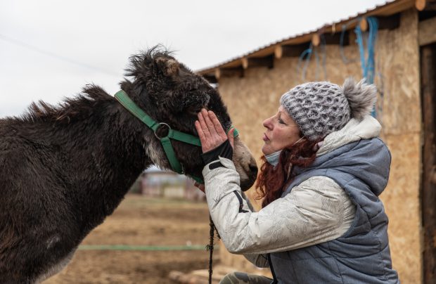 REPORTAJ | Ce fac animalele salvate de Crăciun? La un adăpost de lângă Calafat, sute de necuvântătoare abuzate sau părăsite trăiesc a doua viaţă