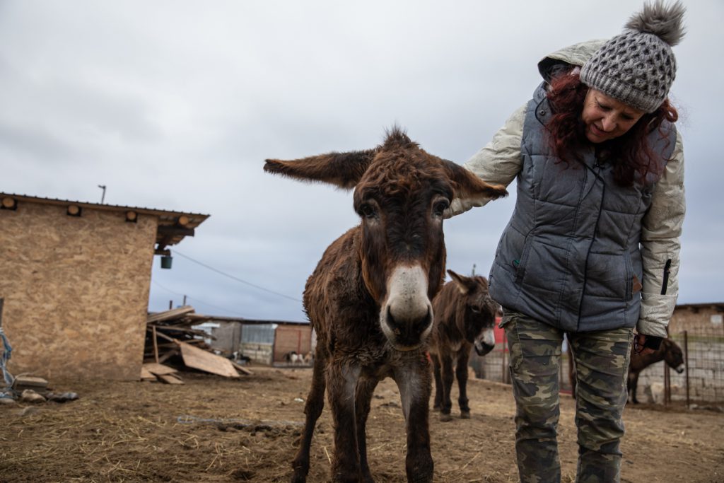 REPORTAJ | Ce fac animalele salvate de Crăciun? La un adăpost de lângă Calafat, sute de necuvântătoare abuzate sau părăsite trăiesc a doua viaţă