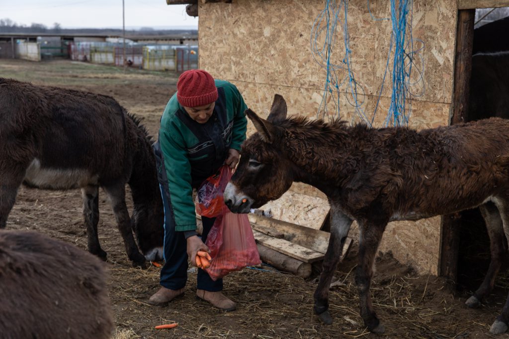 REPORTAJ | Ce fac animalele salvate de Crăciun? La un adăpost de lângă Calafat, sute de necuvântătoare abuzate sau părăsite trăiesc a doua viaţă