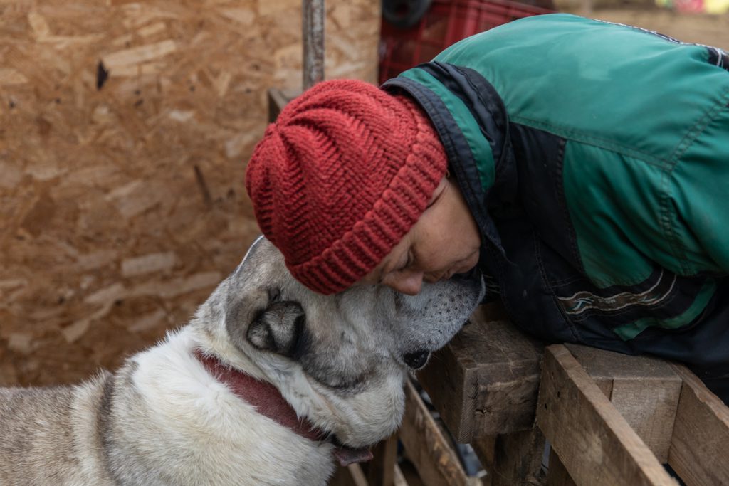 REPORTAJ | Ce fac animalele salvate de Crăciun? La un adăpost de lângă Calafat, sute de necuvântătoare abuzate sau părăsite trăiesc a doua viaţă