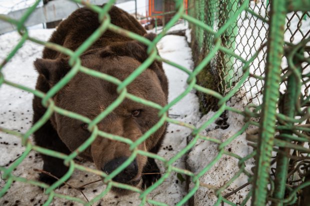 Cazul ursului Baloo pe care autoritățile îl lasă de 20 de ani să fie mascotă pentru turiștii din Straja. Mănâncă sendvișuri și merge în cerc