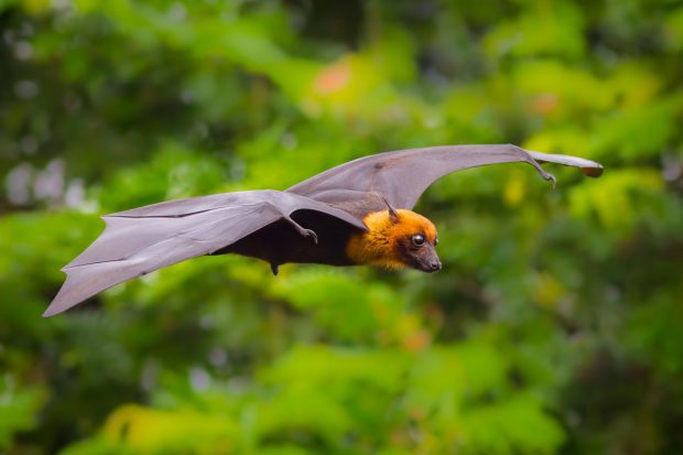 Nipah, virusul cu gazdă comună cu SARS-CoV-2, stârnește temerile experților care încearcă să prevadă următoarea pandemie