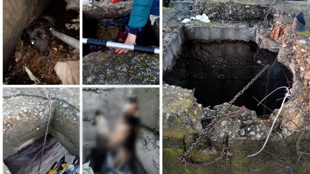 Imagini revoltătoare, cu mai mulți căței spânzurați și abandonați într-un canal din Bihor. Poliția a deschis dosar penal