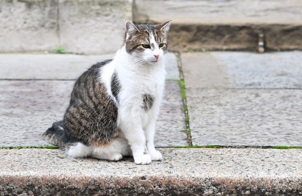 O pisică este primul animal din Coreea de Sud infectat cu COVID-19