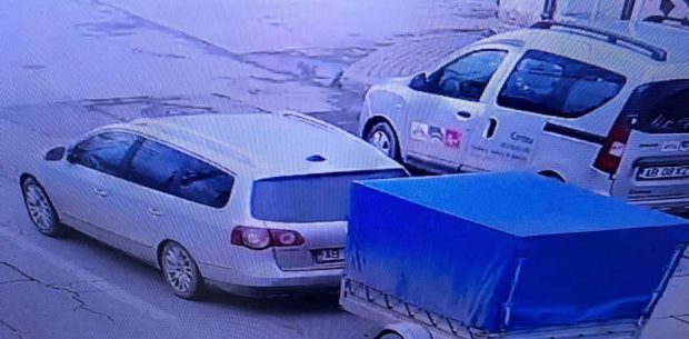 Polițiștii din Sebeș au fost nevoiți să prindă un porc ”evadat” dintr-o mașină aflată în trafic