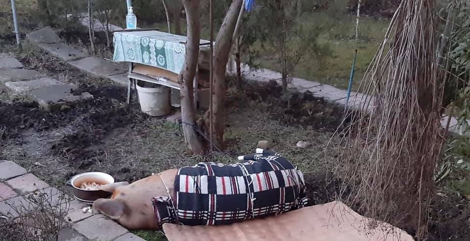 Polițiștii din Sebeș au fost nevoiți să prindă un porc ”evadat” dintr-o mașină aflată în trafic
