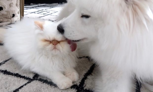 VIDEO | Prietenie la cataramă între un câine samoyed și o pisică persană