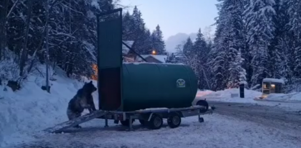 VIDEO | Ursul care a urmărit un schior pe pârtia din Predeal a fost relocat în vestul ţării