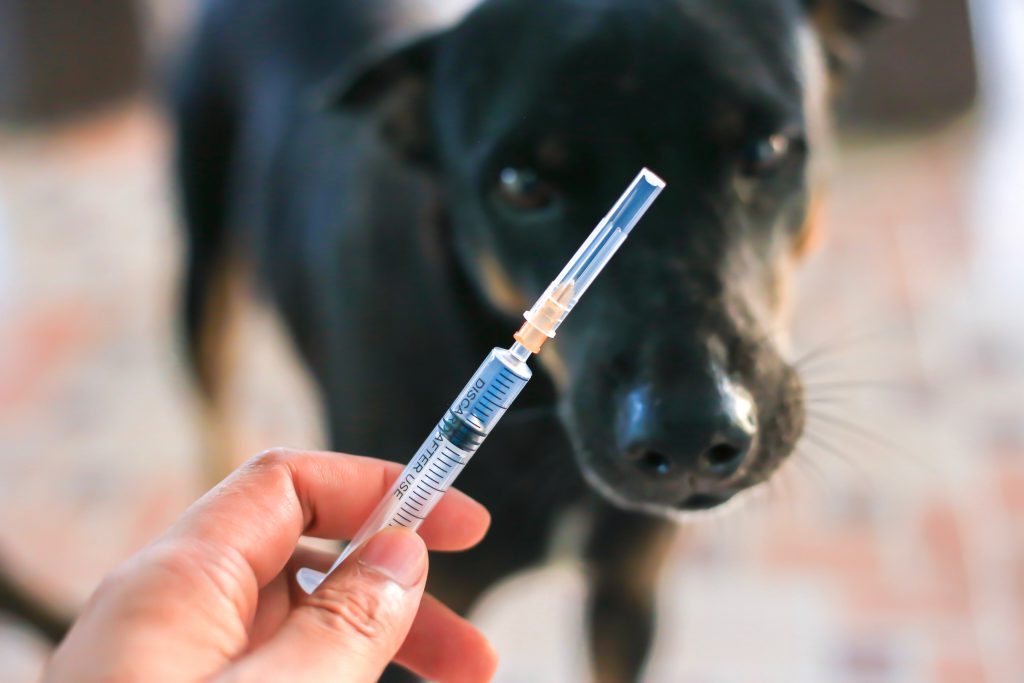 Avertisment: ”Vaccinarea anti-COVID a animalelor de companie ar putea deveni necesară!”