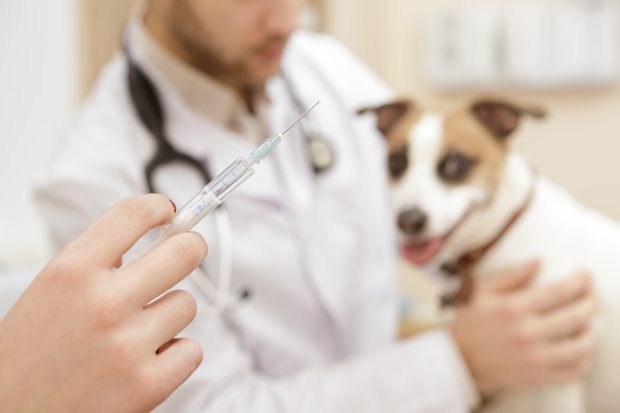 Avertisment: ”Vaccinarea COVID a animalelor de companie ar putea deveni necesară!”