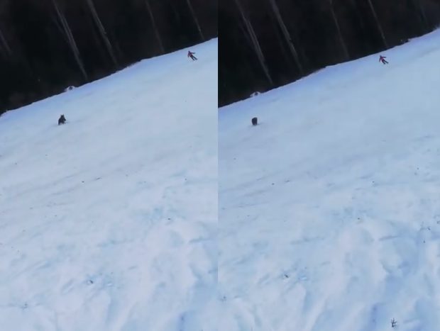 VIDEO | Imagini șocante pe o pârtie din Predeal. Un schior, alergat de un urs