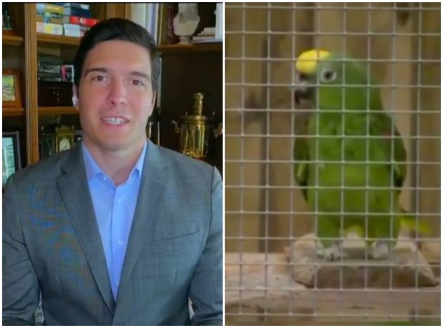 Clipurile virale din 2020, care ne-au făcut să mai uităm de COVID: de la reporterul fără pantaloni, la papagalul care cântă ca Beyonce