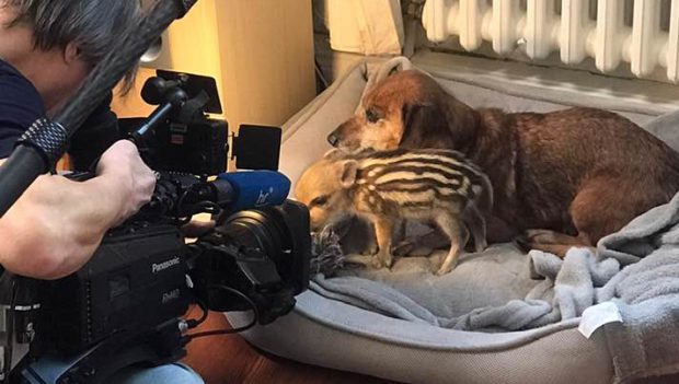 VIDEO | O cățelușă din rasa Teckel l-a adoptat pe Beethoven, un pui de mistreț rămas singur după ce s-a pierdut de mama lui
