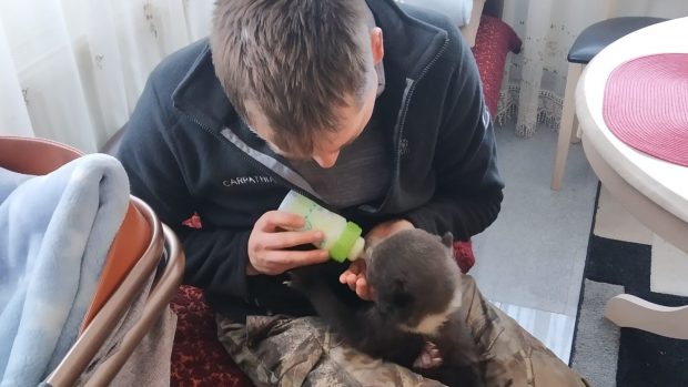 Cum a fost salvat un pui de urs din munții Făgăraș. A fost hrănit cu biberonul, după ce ursoaica speriată tăietorii de lemne a fugit