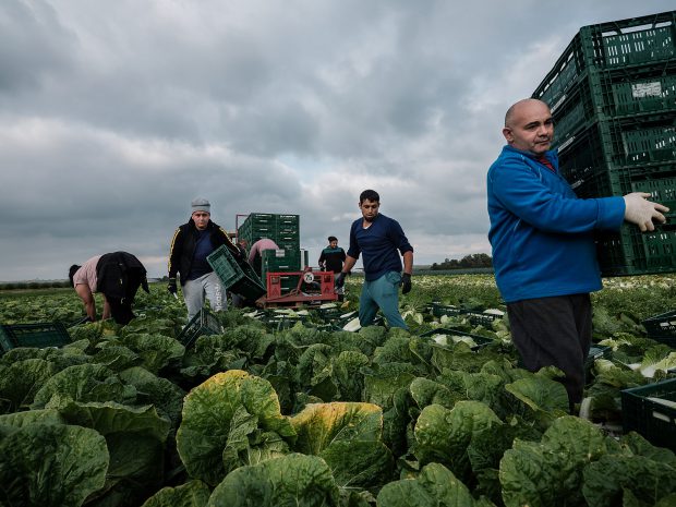 Muncitori sezonieri români pe câmpurile din Germania: „Aici e mai important să vorbești românește decât germana” (II)