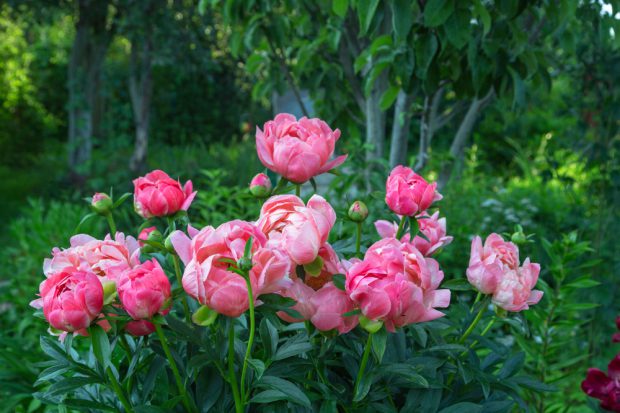 Bujori – plantare, îngrijire și curiozități despre cele mai frumoase flori de mai