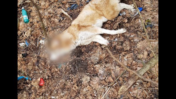 Câini uciși și abandonați într-o pădure din Gorj: „Câinii se spintecă şi se aruncă pe câmp. Se numește barbarie”