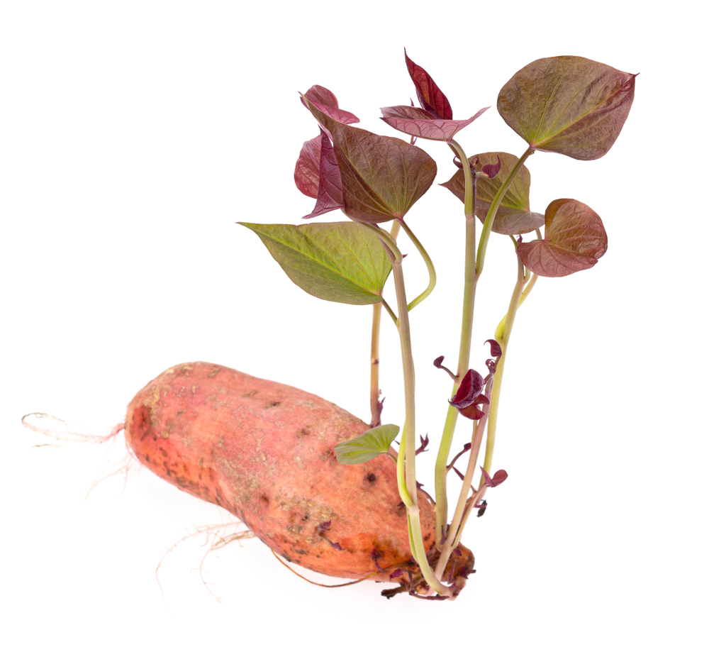 Cartof dulce plantare