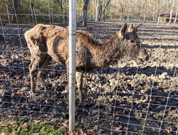 Primăria din Timișoara a închis de 3 luni grădina zoologică, dar nu a găsit încă o nouă casă pentru o parte din animale