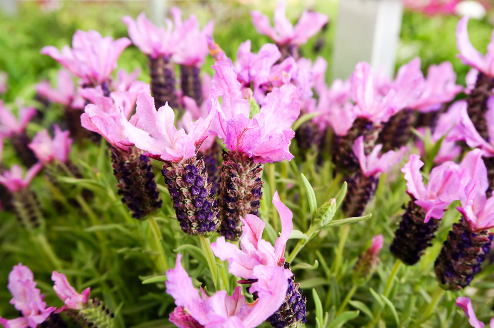 Flori de lavanda