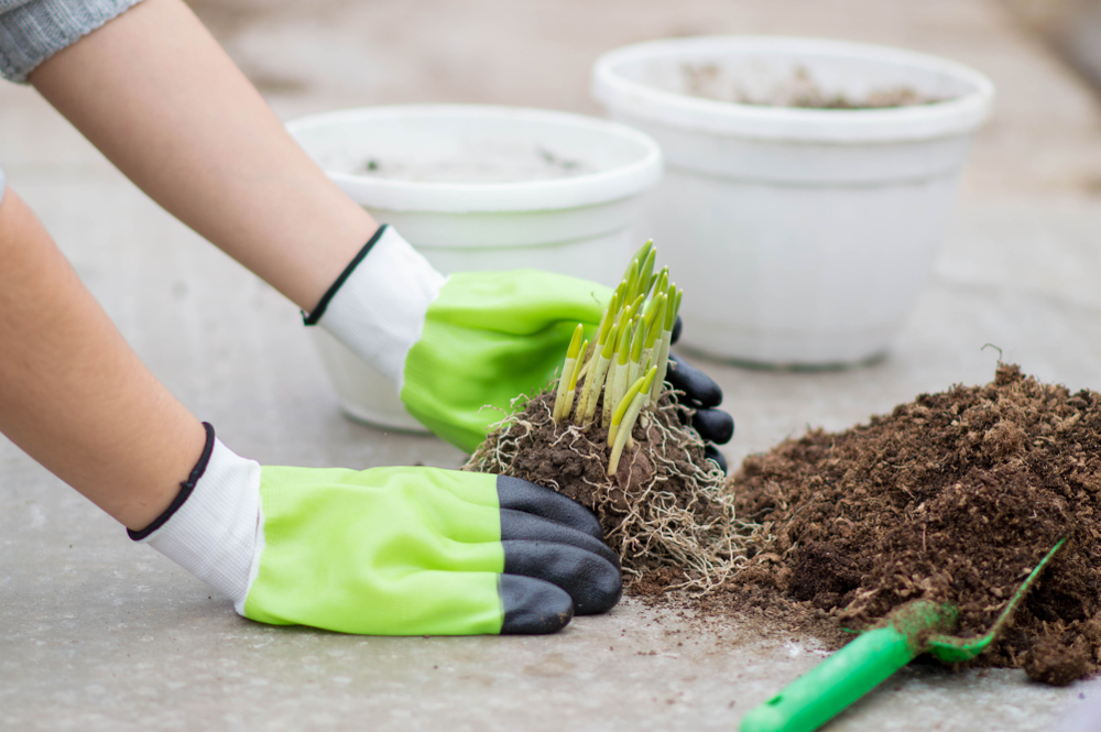 Ghiocei - bulbi pentru plantare