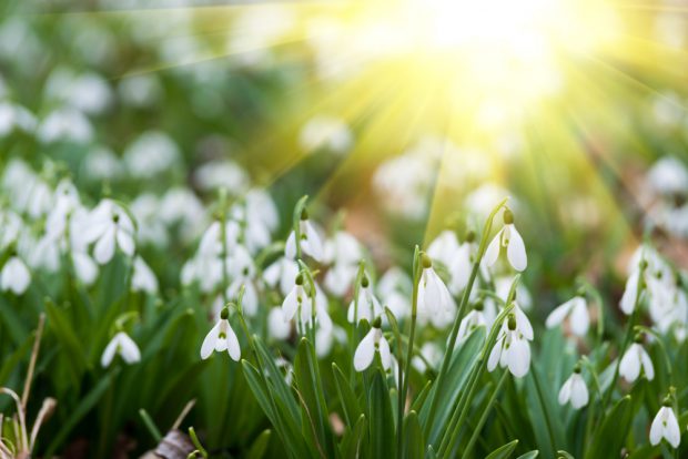 Ghiocei – plantare, îngrijire și curiozități despre ghiocel, vestitorul primăverii