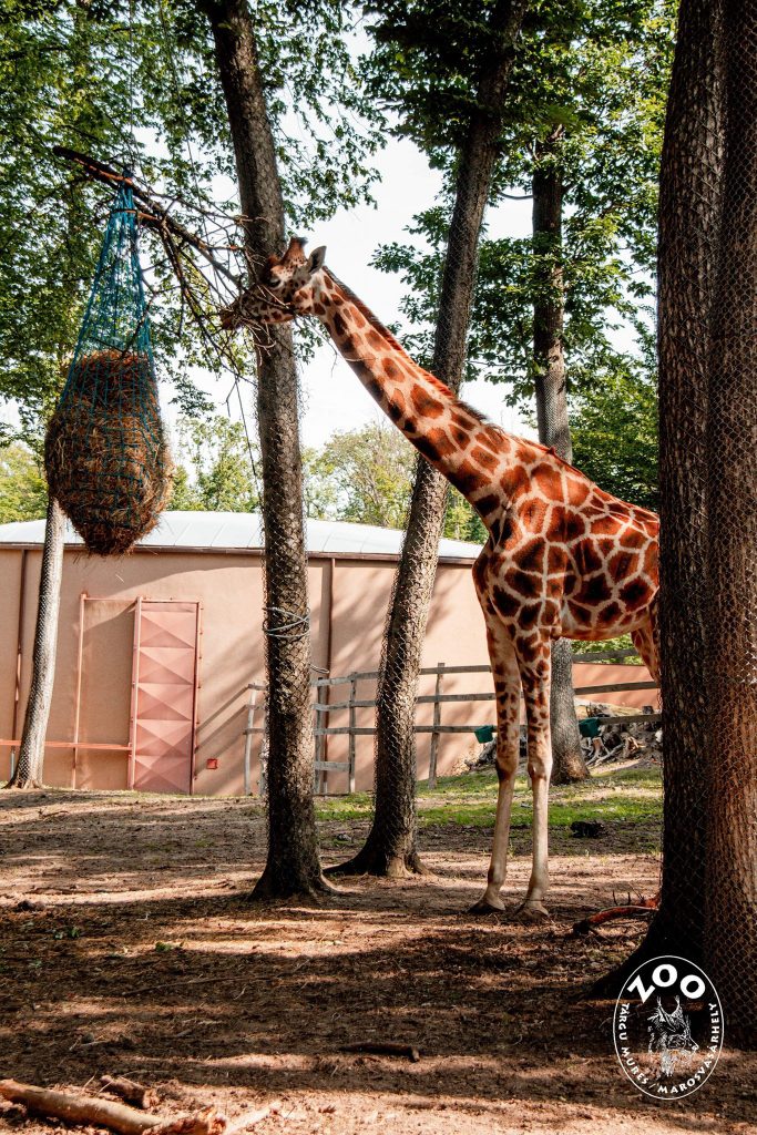 Girafa Gina. Foto: Zoo Târgu Mureș / Facebook