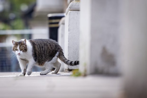 Cel mai vechi ”locatar” din Downing Street: Larry, motanul premierilor britanici, împlinește 10 ani