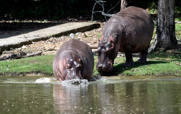 Hipopotamii lui Pablo Escobar, problemă națională în Columbia. Oamenii de știință cer eutanasierea animalelor